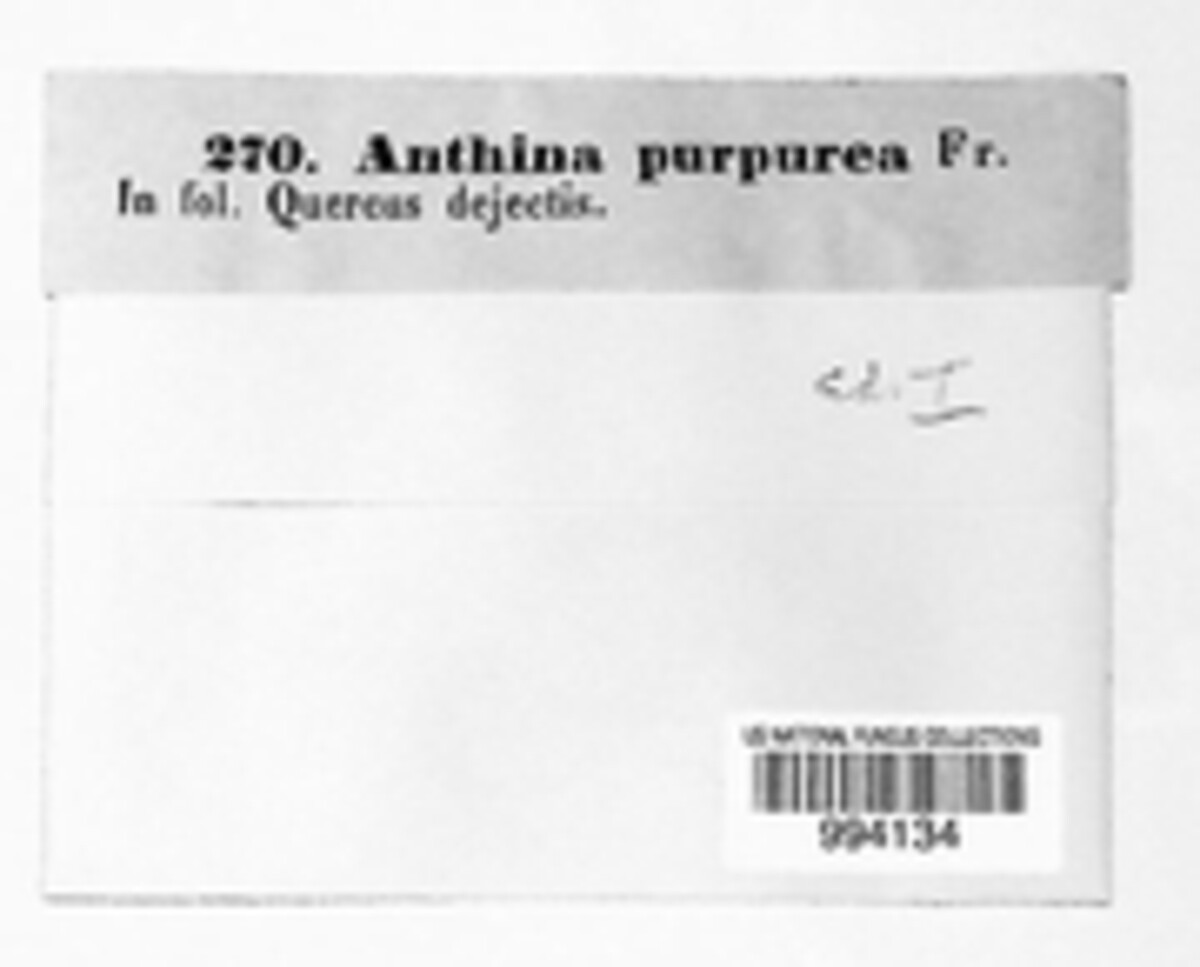 Anthina purpurea image